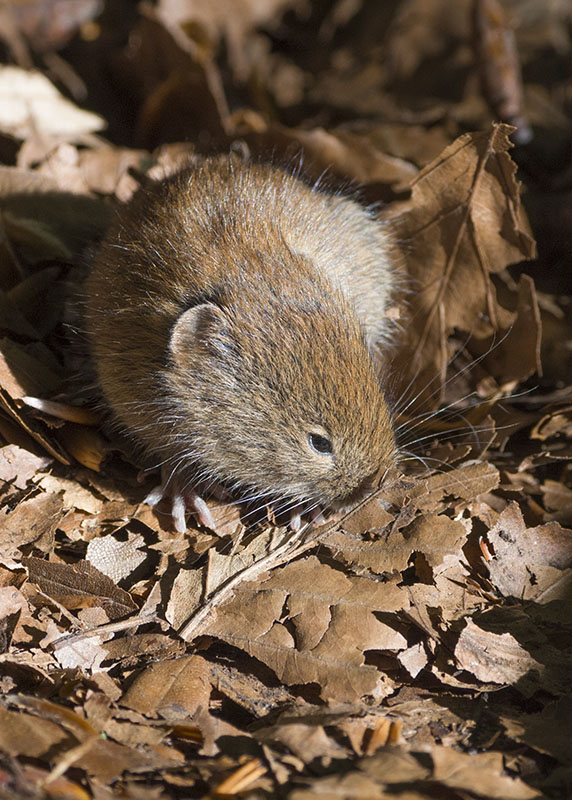 Arvicola rossastra / Myodes glareolus